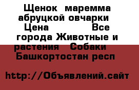 Щенок  маремма абруцкой овчарки › Цена ­ 50 000 - Все города Животные и растения » Собаки   . Башкортостан респ.